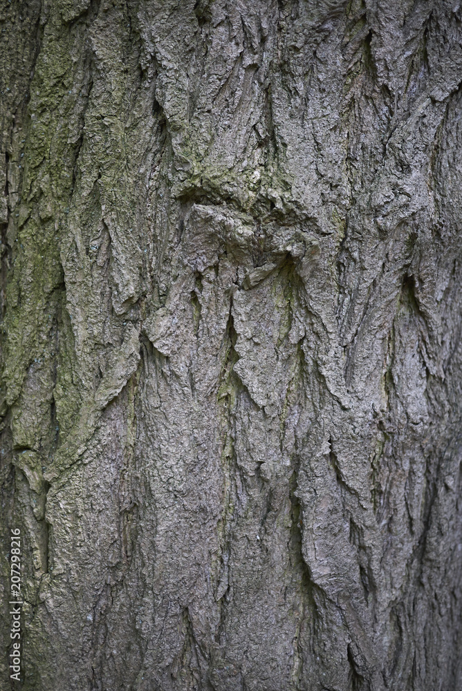 Fototapeta premium Styphnolobium japonicum bark
