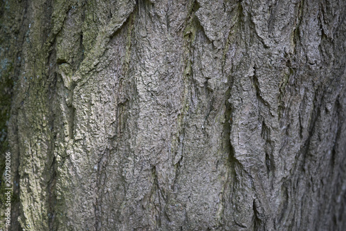 Styphnolobium japonicum bark