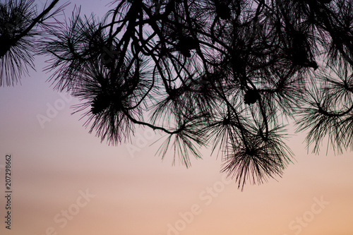 Pine Branch Silhouette 