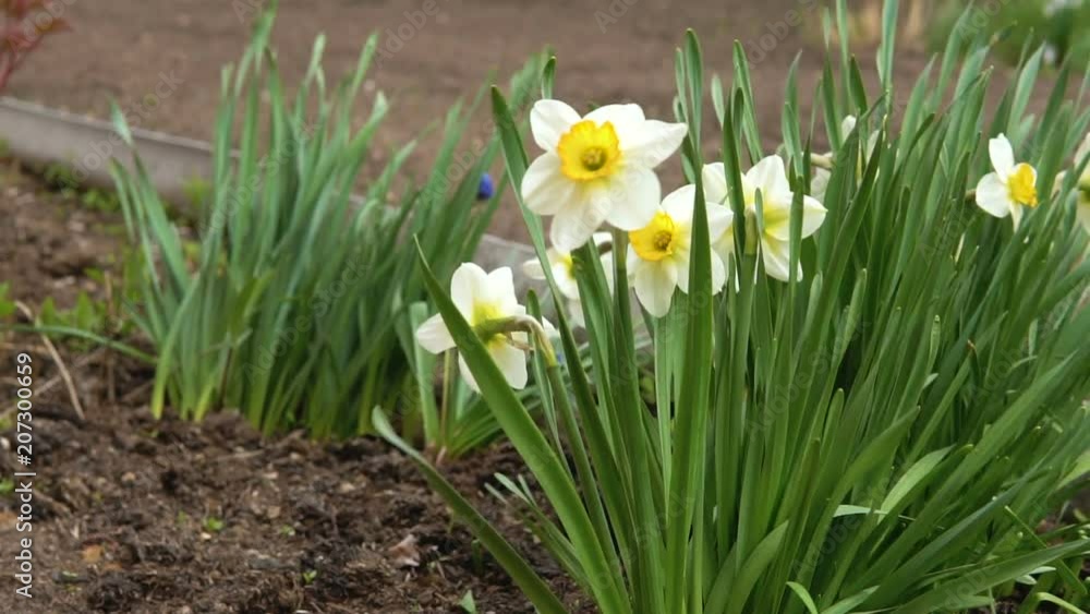A strong wind blows on the daffodils growing in the backyard. A strong wind blows on the daffodils growing in the backyard.