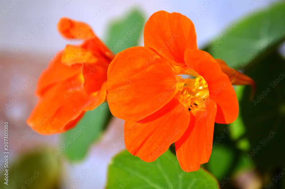 Fototapeta premium Flower