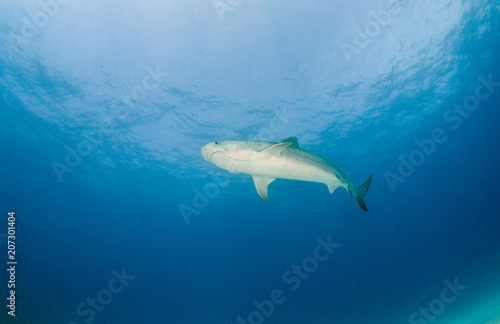 Tiger Shark at the Bahamas © Michael Bogner