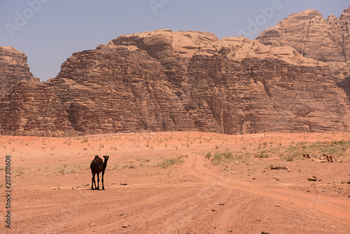 Camel in Wadi Rum desert  Jordan