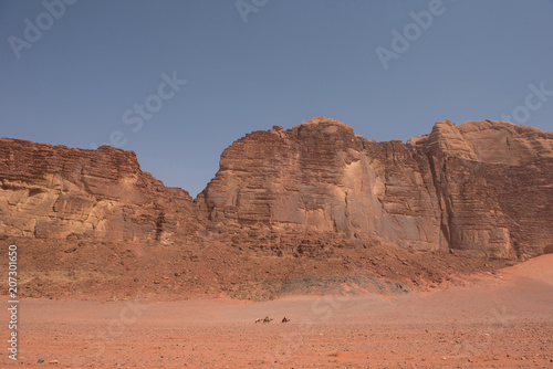 Camel caravan in Wadi Rum desert  Jordan