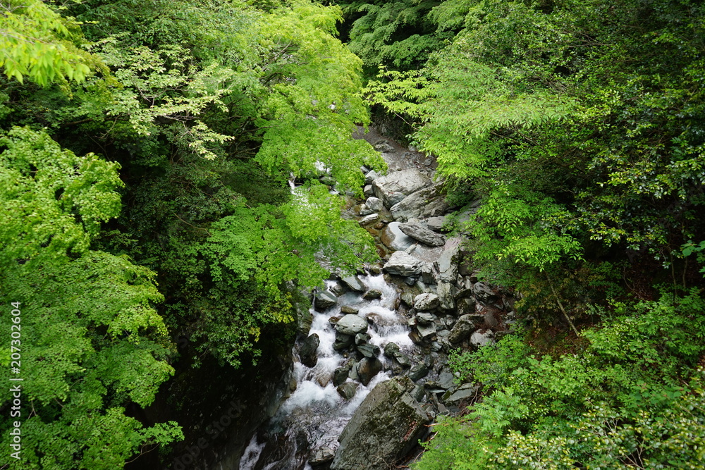 渓流 渓流