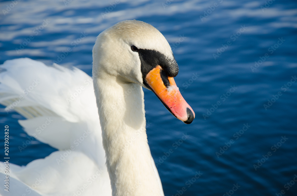 Cisne Cisne