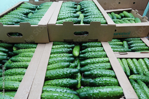 Green fresh cucumber in wooden box for sale .Natural and organic ingredients for a healthy diet. photo