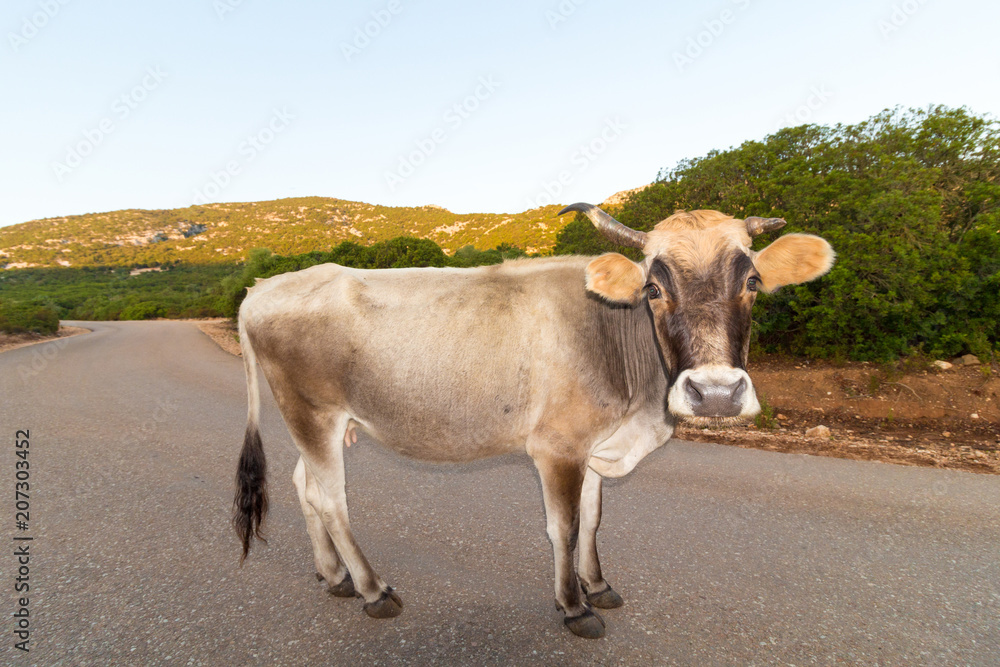 Italy, Sardinia - Cow