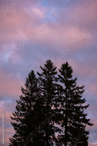 Silhouetted trees against cotton candy sky