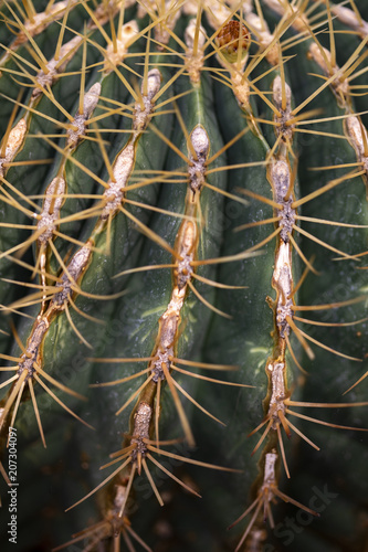 Mexican lime cactus