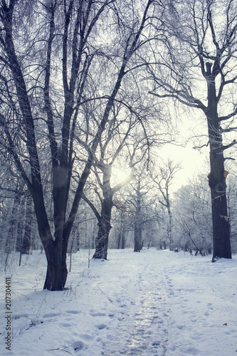 Winter Sunrise in the forest © Mallivan