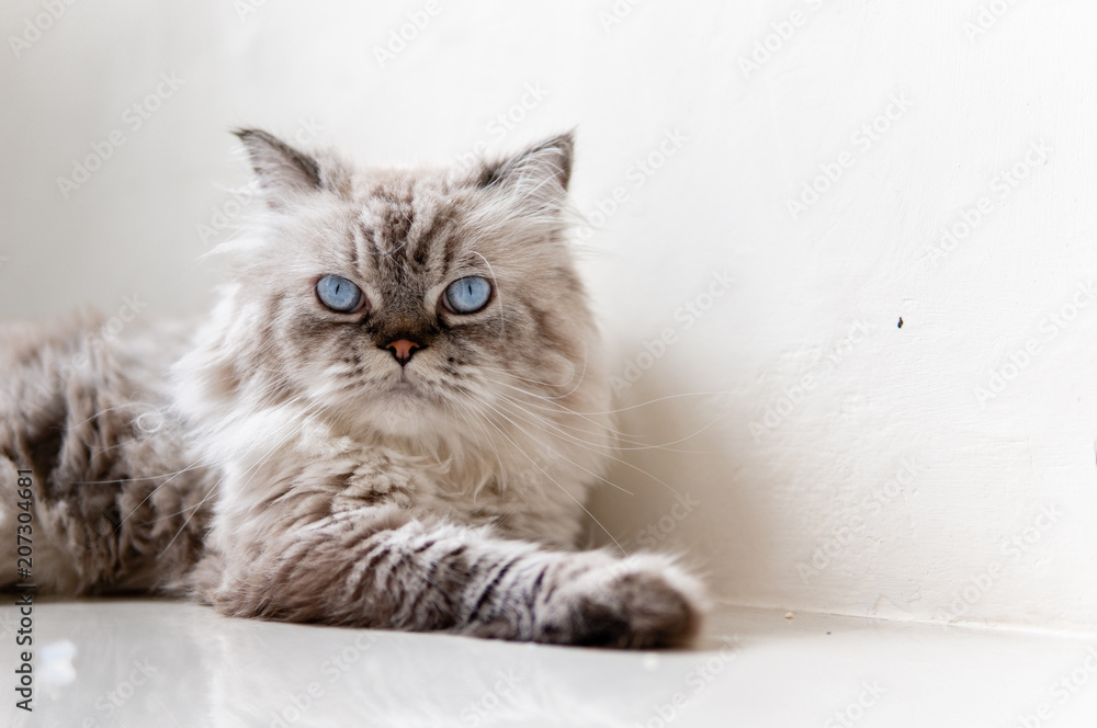 Domestic cat,Gray fur cat.
