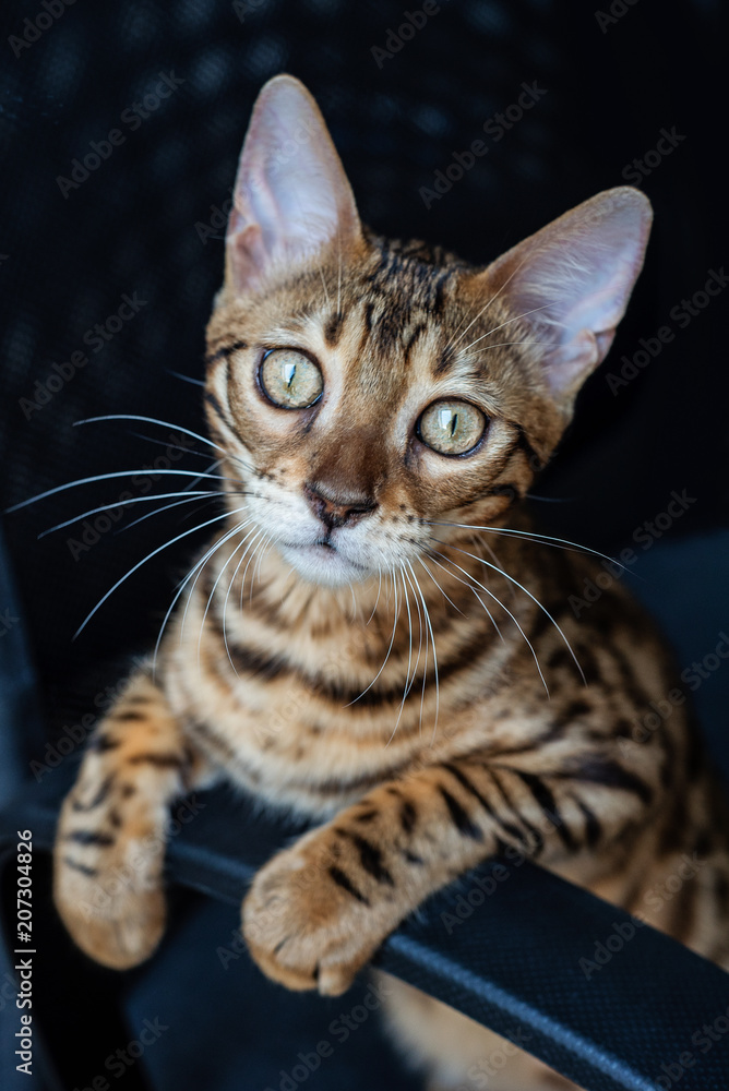 cute kitten sitting on a chair, leaning on the armrest and looking at the camera