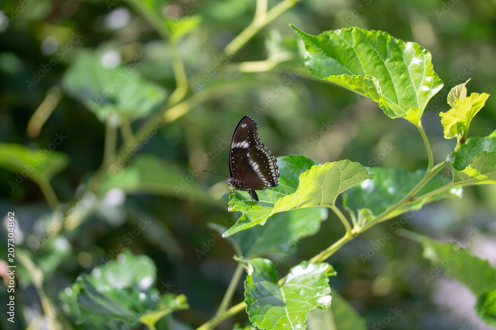 Butterfly black white green background. Butterfly black white green background.