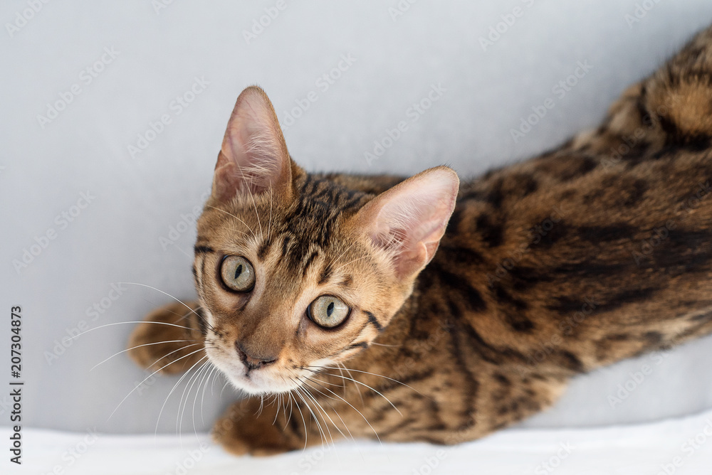 cute bengal kitten lying on a gray background and looking up