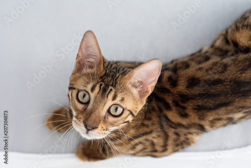 Fototapeta Naklejka Na Ścianę i Meble -  cute bengal kitten lying on a gray background and looking up
