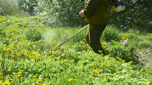 mow the grass with the trimmer