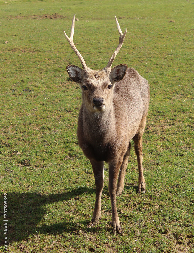 Obraz premium Deer