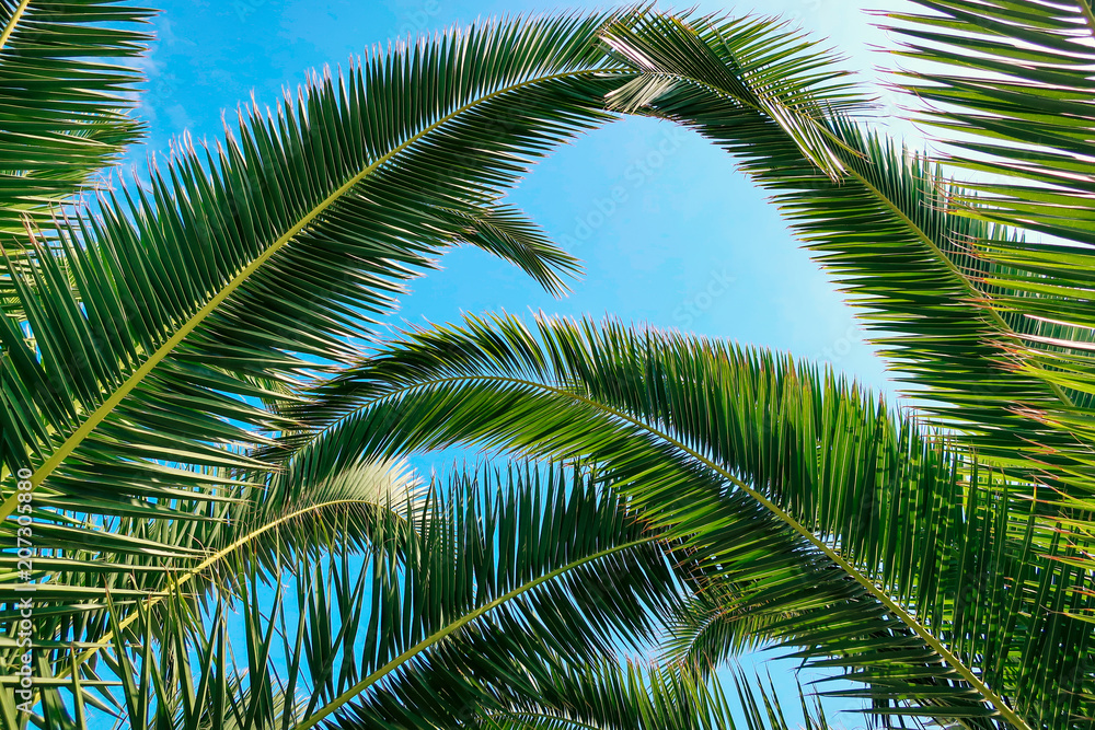 Palm tree and beautiful blue sky in the background. Concept for traveling to tropical / exotic places, vacation and holiday. Palm tree and beautiful blue sky in the background. Concept for traveling to tropical / exotic places, vacation and holiday.