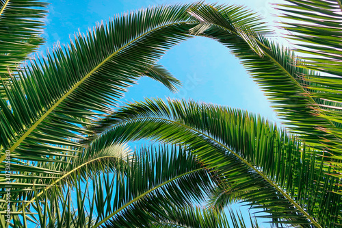 Palm tree and beautiful blu...