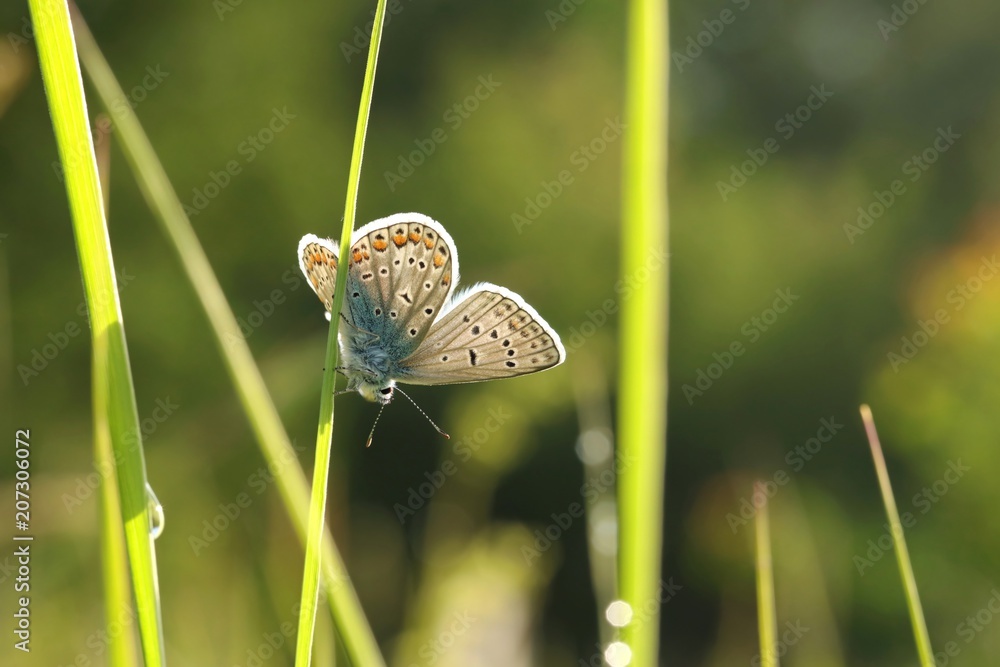 Fototapeta premium Butterfly (Common blue) on a spring morning 