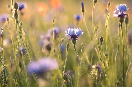 Cornflowers in the field at dusk 