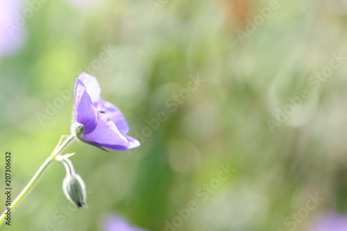 Fototapeta Naklejka Na Ścianę i Meble -  géranium des bois