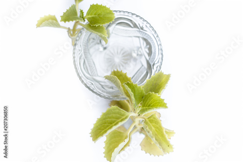 Ajwain water or carom extract or bishop's weed water in a bowl with raw ajwain or  oomam leaves isolated on white. photo