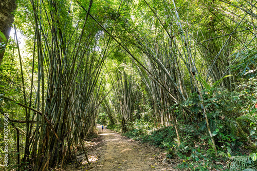 tourists exploring Bamboo forest in Khao Sok National Park, Thailand