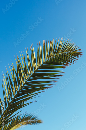 sheet of palm on a background a blue sea