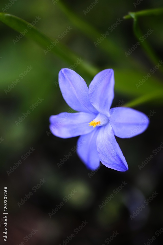 Bossier's glory-of-the-snow or Lucile's glory-of-the-snow, Scilla luciliae Bossier's glory-of-the-snow or Lucile's glory-of-the-snow, Scilla luciliae