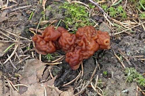 False morel, Gyromitra esculenta, wild mushroom from Finland