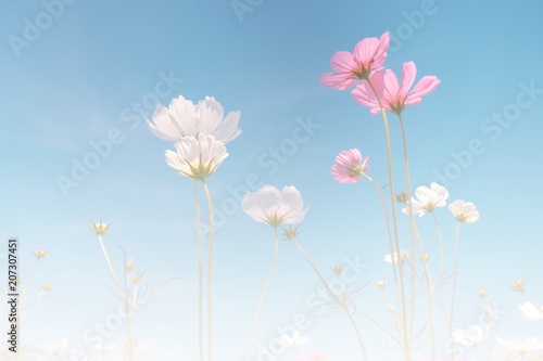 Vintage tone beautiful cosmos flower in the field