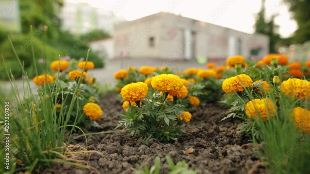 Beautiful blackbringer blooming flowers in springtime. Beautiful blackbringer blooming flowers in springtime.