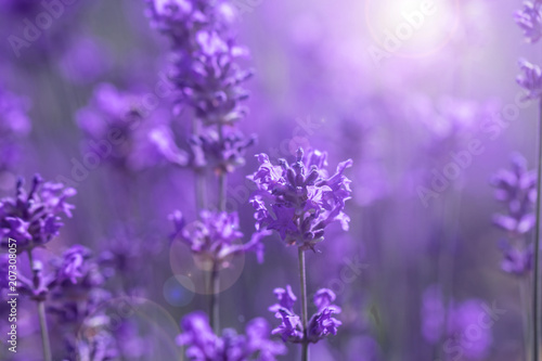 field lavender morning summer