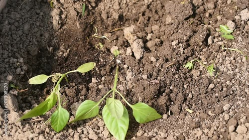 the man plant a cucumber