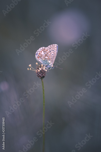Papillon Azuré 