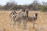 Landscapes and wildlife of Namibia