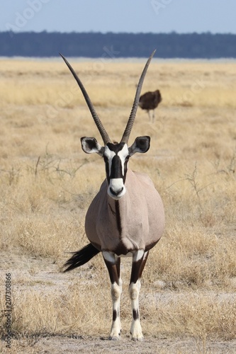 Quadro su tela Landscapes and wildlife of Namibia