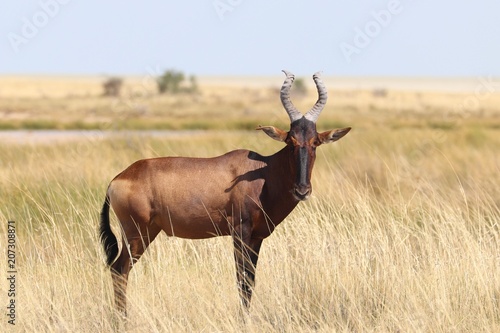 Landscapes and wildlife of Namibia