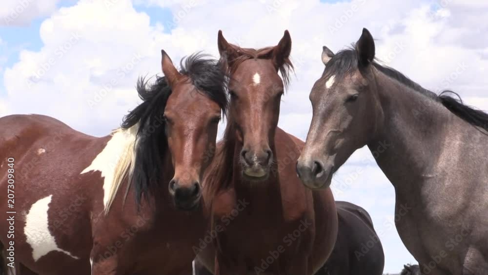Wild Horses in the Utah Desert Wild Horses in the Utah Desert