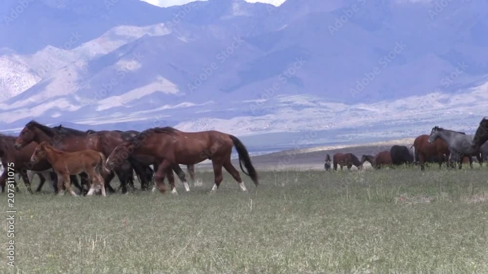 Wild Horses in the Utah Desert Wild Horses in the Utah Desert