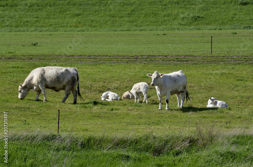 Kühe auf einer Weide an der Elbe südl.Torgau