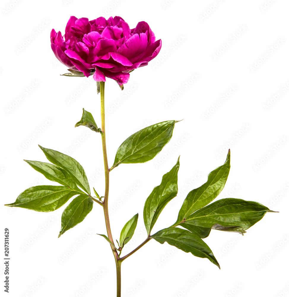 red peony flower isolated on white background