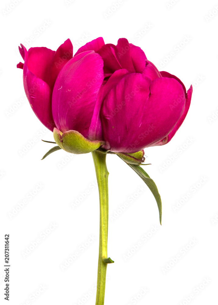 red peony flower isolated on white background