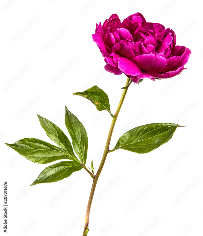 red peony flower isolated on white background red peony flower isolated on white background