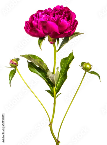 red peony flower isolated on white background