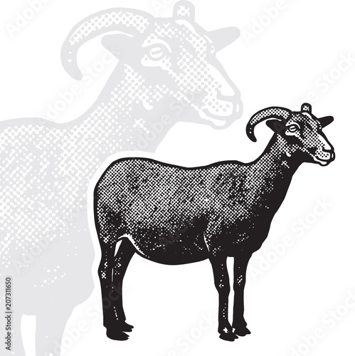 Goat - realistic black and white vector illustration. Cute farm animal image in profile in engraving style. Portrait side view, graphic design element for logo or template.