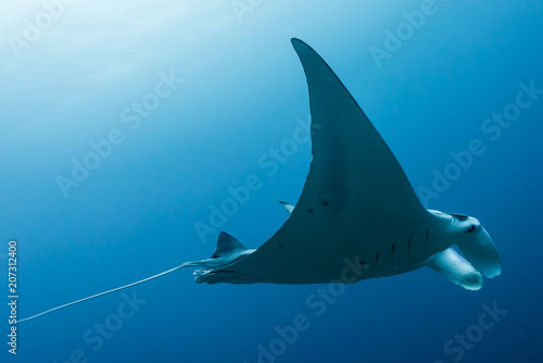 Manta ray flying by in cristal blue water © Subphoto