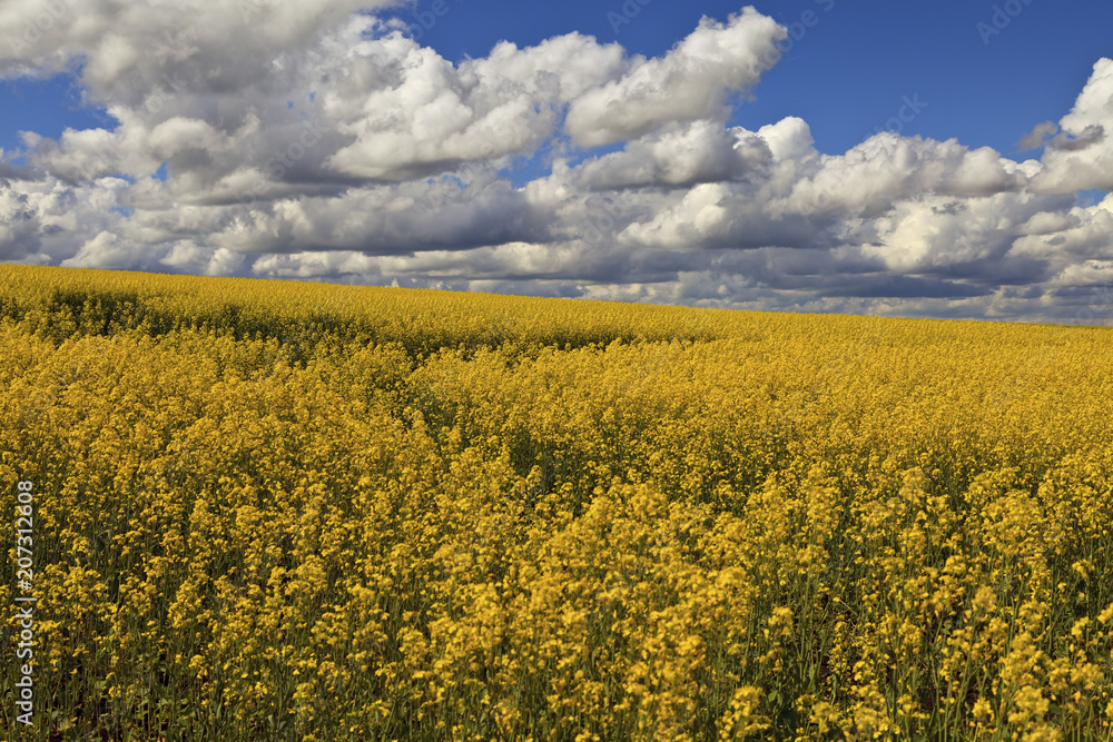 Obraz premium Bright yellow rapeseed field against a cloudy sky background